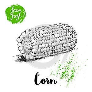 Hand drawn sketch style corn vegetable. Boiled farm fresh sweet corn. Organic cereal vector illustration.