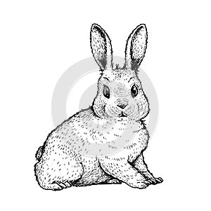 Hand drawn sketch style cute bunny. Easter spring animal symbol. Rabbit, farm animal.