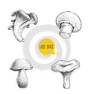 Hand drawn sketch style different forest mushrooms set. Champignon, oyster, chanterelle and porcini mushrooms. Organic eco raw foo