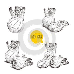 Hand drawn sketch style fennel bulbs set. Whole and cut, single and group. Herbs, spices and condiments. Vector illustrations