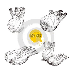 Hand drawn sketch style fennel bulbs set. Whole and cut, single and group. Herbs, spices and condiments. Vector illustrations