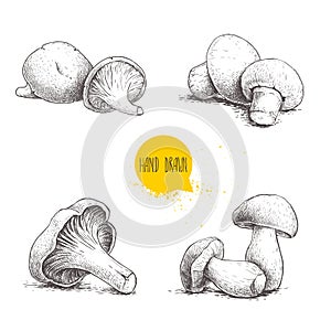 Hand drawn sketch style fresh fram mushrooms compositions set. Champignons, oysters, chanterelles and porcini mushrooms. Organic e