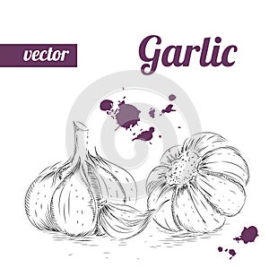 Hand drawn sketch style garlic. Vintage eco food vector illustration. Ripe garlic.