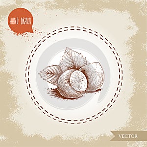 Hand drawn sketch style hazelnut group. Whole nuts with leaves. Eco forest nut filbert. Vector illustration