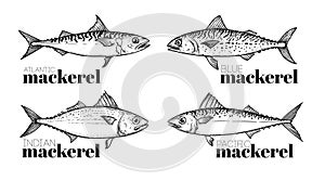 Hand drawn sketch style mackerel set. best for fish restaurant menu, fish and seafood market designs. photo