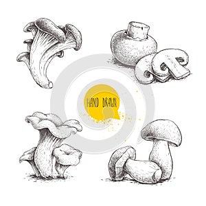 Hand drawn sketch style mushrooms compositions set. Champignon with cuts, oysters, chanterelles and porcini mushrooms. Organic fre