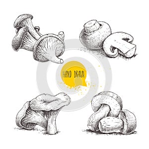 Hand drawn sketch style mushrooms compositions set. Champignons, oysters, chanterelles and porcini mushrooms. Organic forest and f