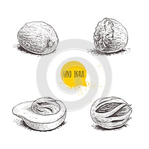 Hand drawn sketch style nutmegs set. Spice and condiment vector illustration isolated on white background.
