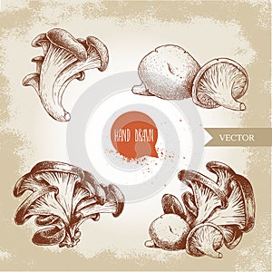 Hand drawn sketch style oyster mushroom bunches set. Fresh farm food vector illustrations collection.