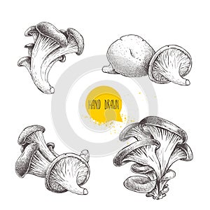 Hand drawn sketch style oyster mushroom set isolated on white background. Fresh farm food vector illustrations