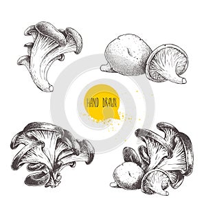 Hand drawn sketch style oyster mushroom set isolated on white background. Fresh forest food