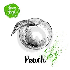 Hand drawn sketch style peach fruit. Vector illustration of fresh farm food.