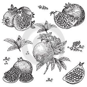 Hand drawn sketch style pomegranates set. Pomegranates with seeds and leafs. Sketch style vector illustration. Organic photo