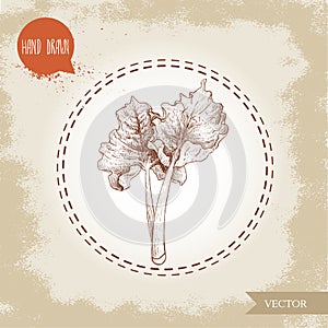 Hand drawn sketch style rhubarb bunch with leaves. Organic food component vector illustration.