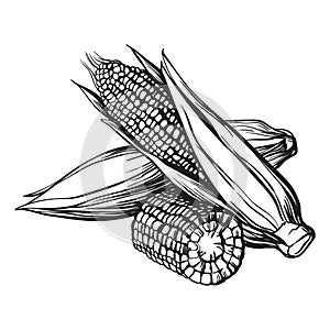 Hand drawn sketch style set of corn vegetable. Corncob with leafs. Organic cereal vector illustration.