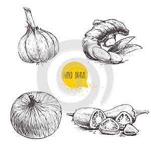 Hand drawn sketch style set illustration of different spices isolated on white background. Garlic, ginger root, onion and sliced r