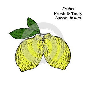 Hand drawn sketch style set of lemon fruit with leafs and sliced lemon.