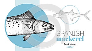 Hand drawn sketch style Spanish Mackerel design template. Fish restaurant menu element.