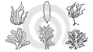 Hand drawn sketch style various seaweed set.