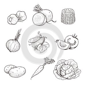 Hand drawn sketch style vegetables set. Garlic, beet, corn, onion, cucumber, tomato, potato, carrot and cabbage.