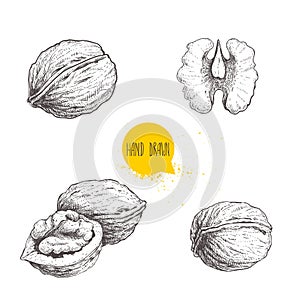 Hand drawn sketch style walnuts set. Single whole, half and walnut seed. Eco healthy food vector illustration. Isolated on white