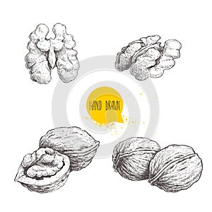 Hand drawn sketch style walnuts set. Single whole, half and walnut seed. Eco healthy food vector illustration. Isolated on white