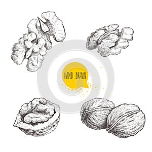 Hand drawn sketch style walnuts set. Single whole, half and walnut seed. Eco healthy food vector illustration. Isolated on white