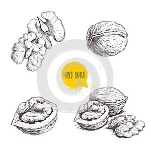 Hand drawn sketch style walnuts set. Single whole, half and walnut seed. Eco healthy food vector illustration. Isolated on white