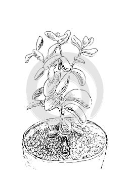 Hand drawn sketch of Succulent. House plant Crassula ovata, jade plant. Vector illustration of Money tree in flower pot isolated