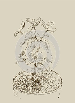 Hand drawn sketch of Succulent. House plant Crassula ovata, jade plant. Vector illustration of Money tree in flower pot isolated.