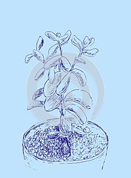 Hand drawn sketch of Succulent. House plant Crassula ovata, jade plant. Vector illustration of Money tree in flower pot isolated o