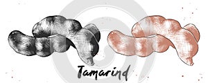 Hand drawn sketch of tamarind in monochrome and colorful. Detailed vegetarian food drawing.