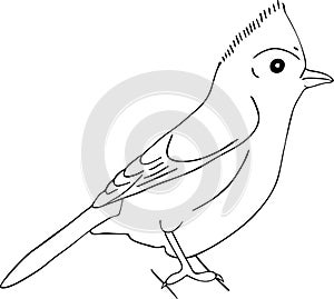 Hand drawn sketch of tufted titmouse