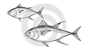 Hand drawn sketch tuna fish set. Skipjack and Athlantic Blue Fin tuna. Best for menu and fish marketch designs.