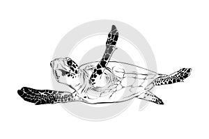 Hand drawn sketch of turtle in black isolated on white background. Detailed vintage etching style drawing.