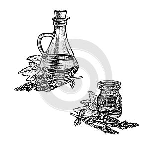 Hand drawn sketch of verbena oil. Extract of plant. Vector illustration