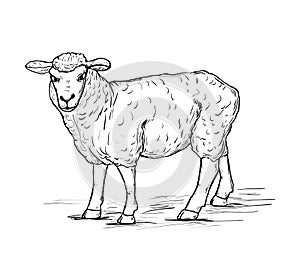 A hand drawn sketched a sheep. Black and white