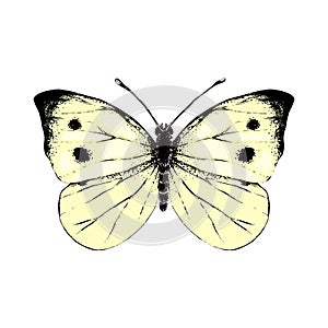 Hand drawn small white butterfly