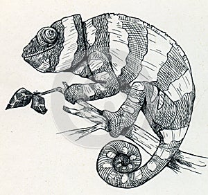 Hand drawn smiling chameleon