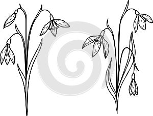 Hand drawn snow drop flower, January birth month flower