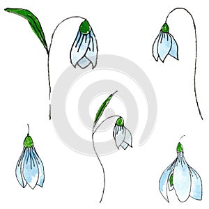 Hand drawn snowdrops. Set of different snowdrops.