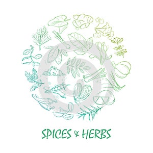 Hand drawn spice and herbs bright photo