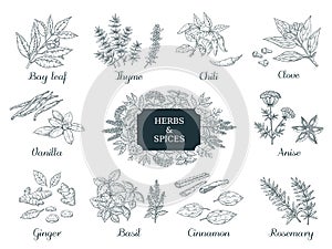 Hand drawn spices. Indian food herbs and vegetables, Italian and Asian ingredients, chili thyme and ginger vector