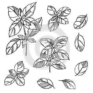 Hand drawn spicy herbs.   Basil. Ocimum basilicum