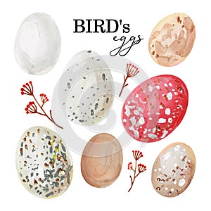 Hand-drawn spotted avian eggs and branches with berries