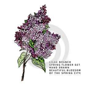 Hand drawn spring blossom. Vector lilac branch. Elegant sringtime flowers. Vintage engraved colored art. Modern and