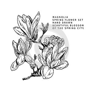 Hand drawn spring blossom. Vector magnolia branch. Elegant sringtime flowers. Vintage engraved art in modern trendy