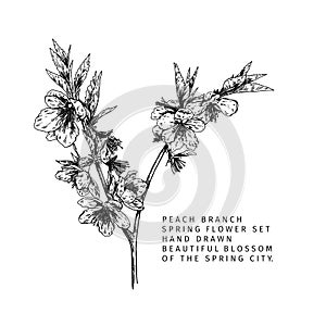 Hand drawn spring blossom. Vector sakura or peach branch. Elegant sringtime flowers. Vintage engraved art in modern