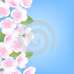 Hand drawn spring peach blossom sakura white flowers plant blue blue sky background vector illustration