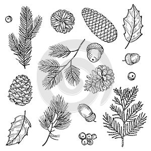 Hand drawn spruce branches and cones vector illustration. Forest elements isolated on white background